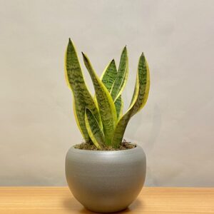 Store Σανσιβέρια