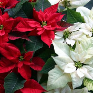 Store poinsettias gettyimages 172203786 58da65875f9b58468308cab0