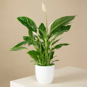 Store Σπαθίφυλλο